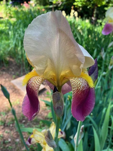 frank adams iris|frank adams bearded iris.